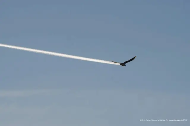 ‘ዑፍ’ዶ ወይስ ነፋሪት?’