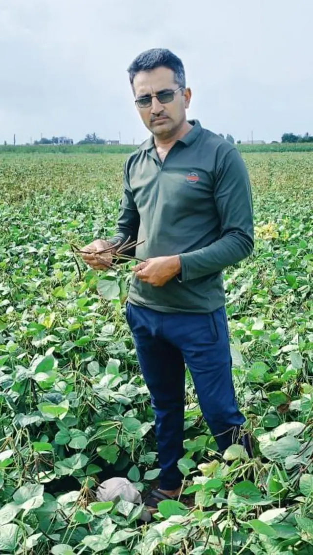 બીબીસી ગુજરાતી જીરું ગુજરાત રાજસ્થાન ખેતી ખેડૂત શિયાળુ પાક વાવેતર જીરાના ભાવ