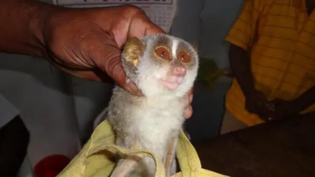 जादूटोणा, विधी आणि ज्योतिषशास्त्रीय कृतींसाठी देवांगांना पकडलं जात आहे 