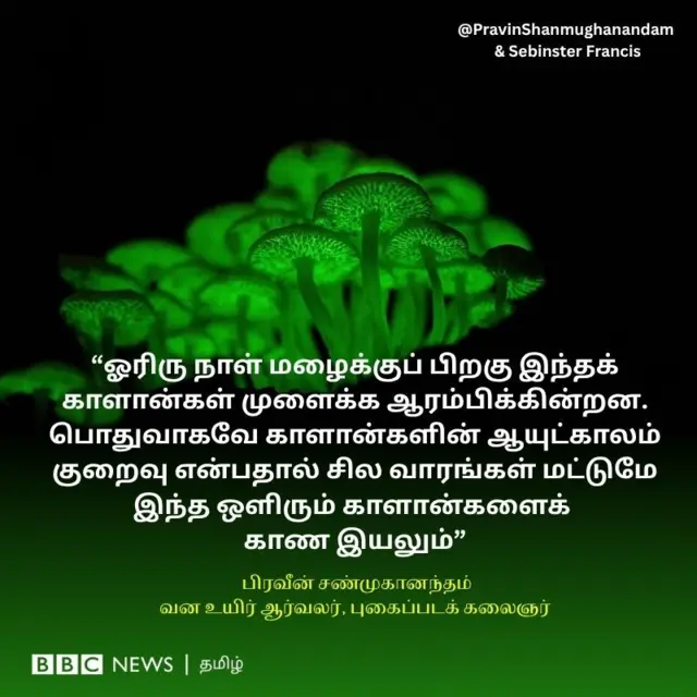 ஓரிரு நாள் மழைக்குப் பிறகு இந்தக் காளான்கள் முளைக்க ஆரம்பிக்கின்றன. பொதுவாகவே காளான்களின் ஆயுட்காலம் குறைவு என்பதால் சில வாரங்கள் மட்டுமே இந்த ஒளிரும் காளான்களைக் காண இயலும்,