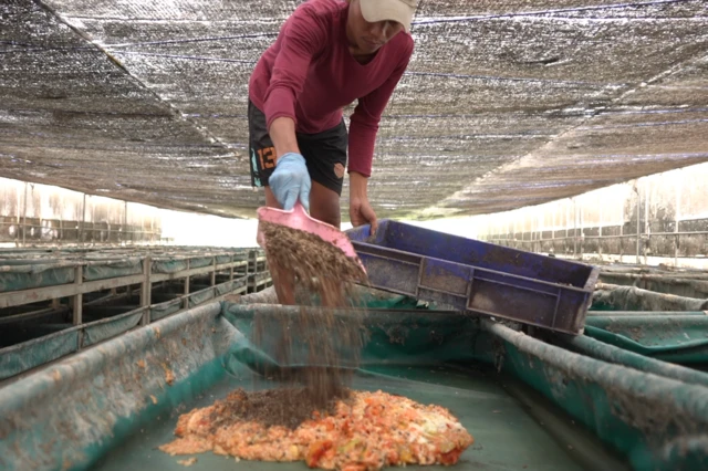 Seorang pekerja sedang memindahkan jutaan maggot ke atas sampah makanan.