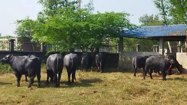 मुर्रा राँगा