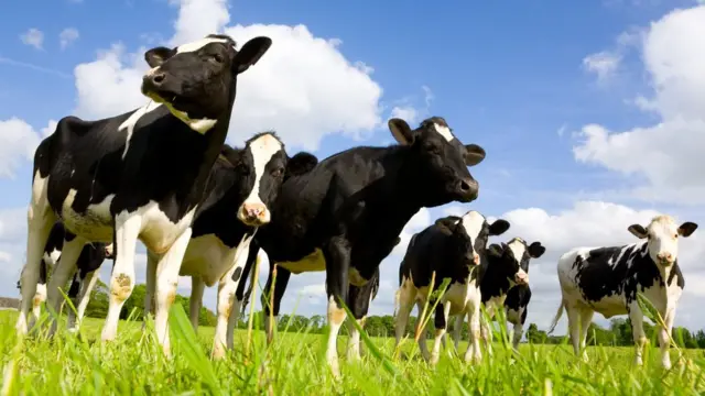 قطيع من البقر