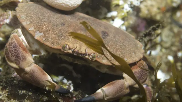 Краб между водорослей