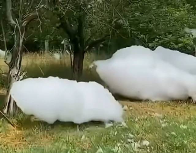 રાસાયણિક ફીણ, ત્વચા, એલર્જી, બીબીસી, ગુજરાતી