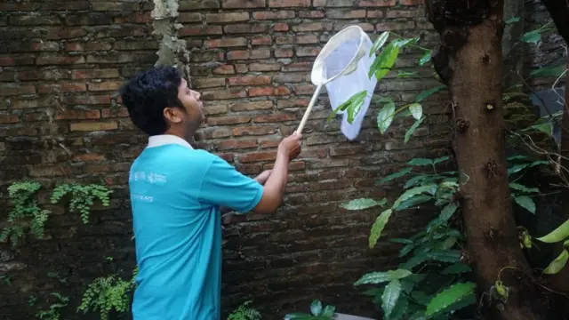 Petugas melepaskan nyamuk berbakteri Wolbachia ke rumah warga