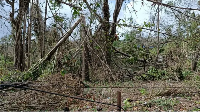 वादळानं उद्धवस्त झालेली बाग