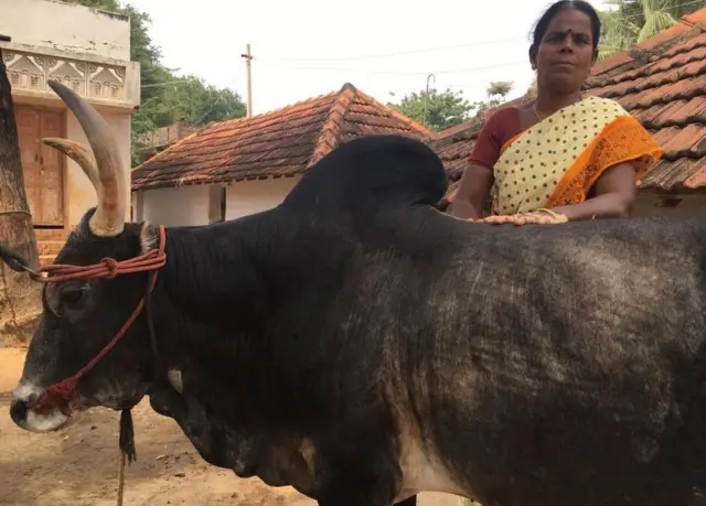 जल्लीकट्टु का बैल