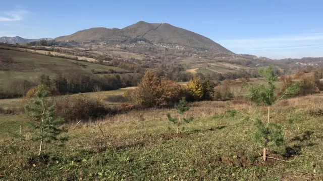 Sadnice bora Šumadija