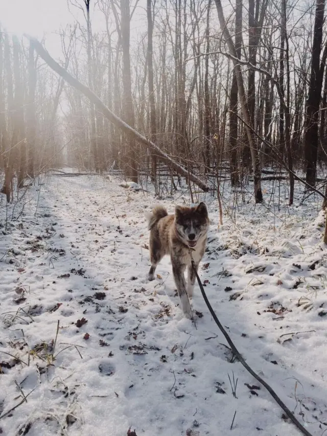 Пес в снегу