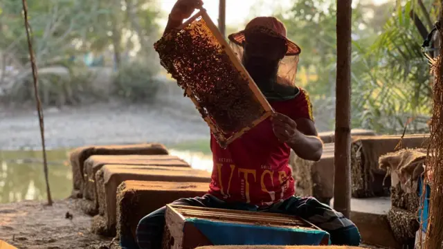 সুন্দরবনেও এখন মধুর চাষ হচ্ছে