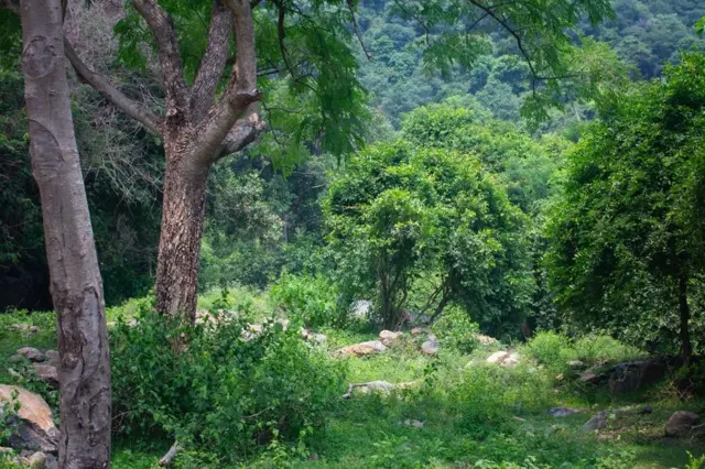 வன உரிமைச் சட்டம் பழங்குடிகளின் உரிமையை அங்கீகரிப்பதால் காடுகள் அழிகிறதா? உண்மை என்ன?