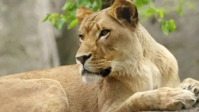 8 ஆண்டுகளாக உடன் வாழ்ந்த இணையை கொன்ற பெண் சிங்கம்