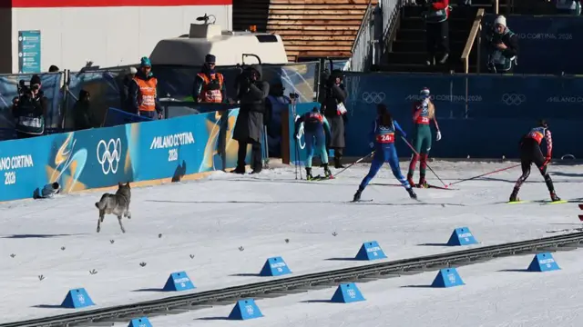 пес біжить по трасі за лижницями на Олімпіаді