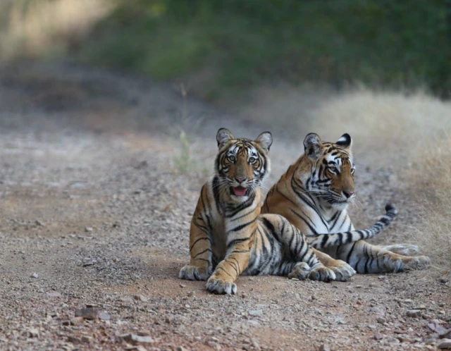 టైగర్స్