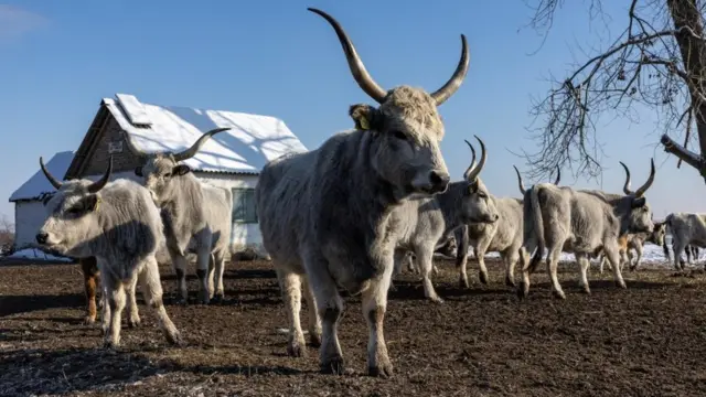 Goveda, krčedinska ada