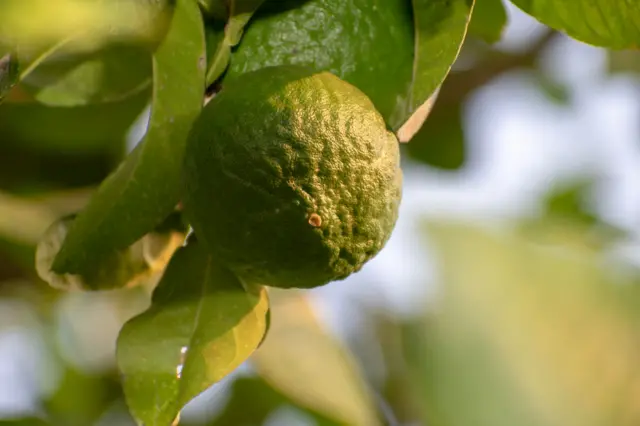 મોસંબી - પ્રતીકાત્મક તસ્વીર 