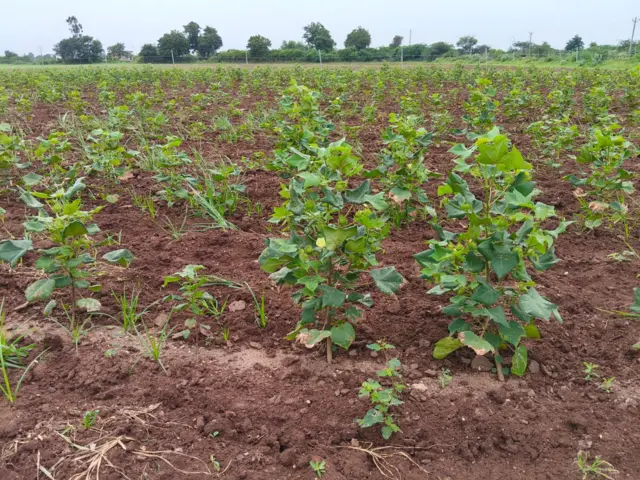 કપાસ ગુજરાત બીબીસી ખેડૂત વરસાદ ચોમાસું ખેતર પાક બીબીસી ગુજરાતી ન્યૂઝ