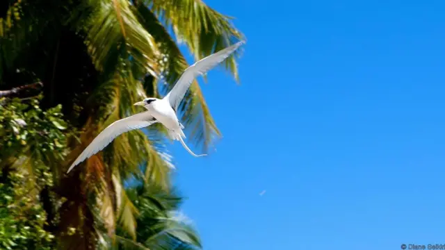 Quần đảo Chagos là nơi rất tuyệt để ngắm chim