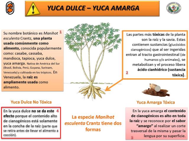 Campaña de SIMET UCV para informar al colectivo sobre la diferencia entre yuca dulce y yuca amarga.