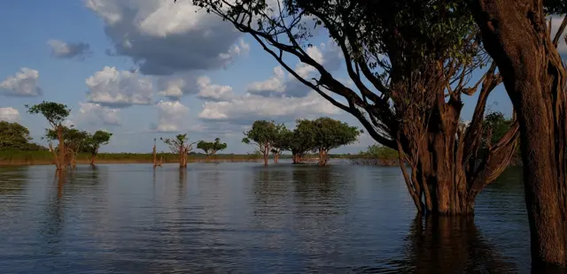 Árvores submersas na região da usinaaviator blaze apostaBalbina