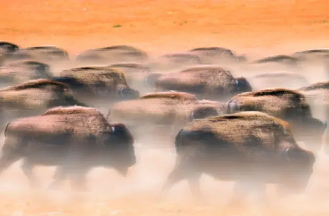 Bisontes corren libres por una pradera