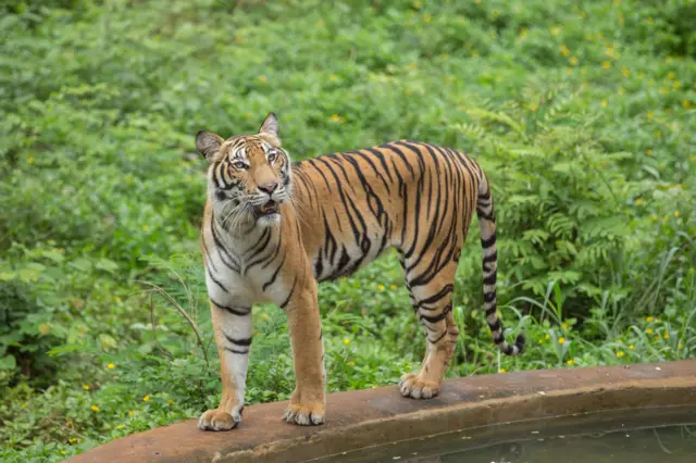 সুন্দরবনের বাঘ চেনার অন্যতম প্রধান নিয়ামক হলো এদের দেহের আকার