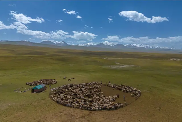 Кыргызстанда мал көбөйгөнү менен жайыттар каралбай калганы айтылууда