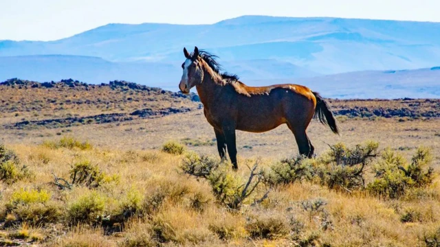 A horse on a plain
