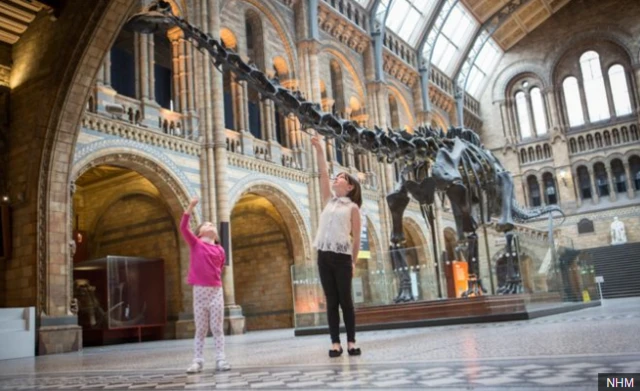 แบบจำลองโครงกระดูกไดโนเสาร์ "ดิปปี้" (Dippy) ตั้งแสดงในพิพิธภัณฑ์ประวัติศาสตร์ธรรมชาติกรุงลอนดอน