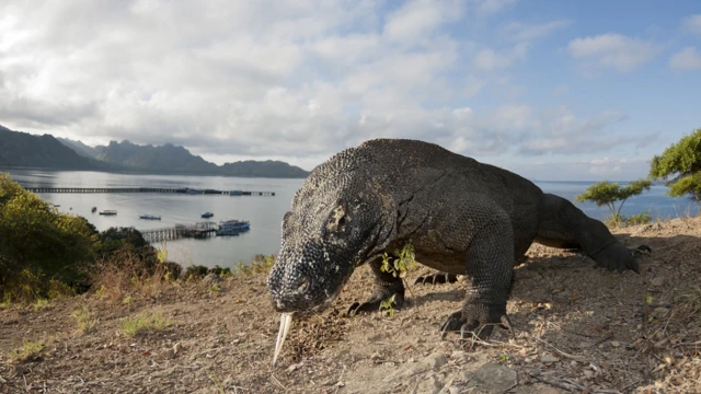 Komodo dragon