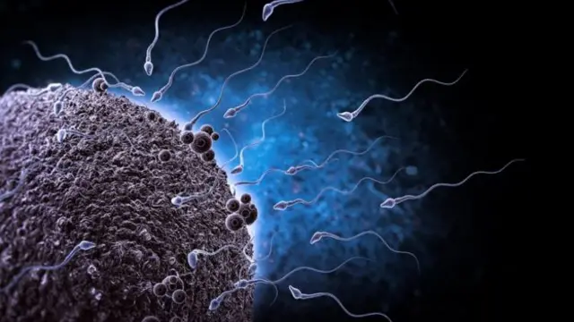 शुक्राणु