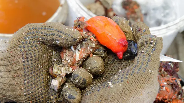 Piure atau sea-squirt adalah makhluk laut yang dapat dimakan di Chile.
