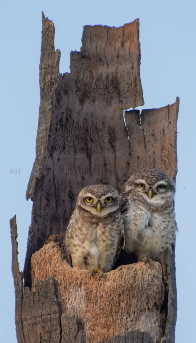  கீழப்புலியூர்