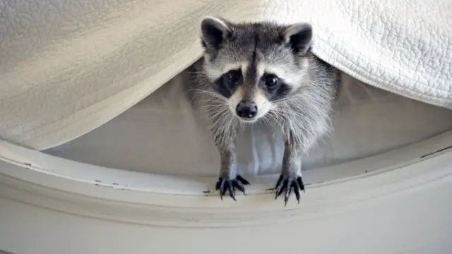 yatakta saklanan rakun