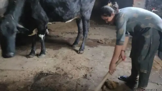 सोनल शर्मा, गाईगुरं, शेणगोवऱ्या, गोठा, पशुपालन