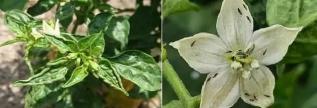 తామర పురుగు సోకిన ఆకులు, పూత