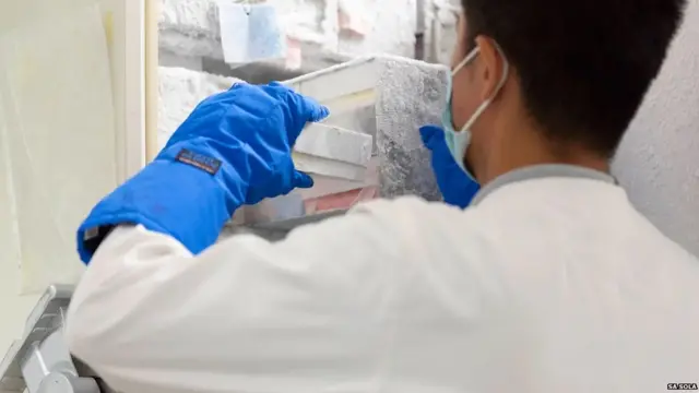 निपाह वायरस