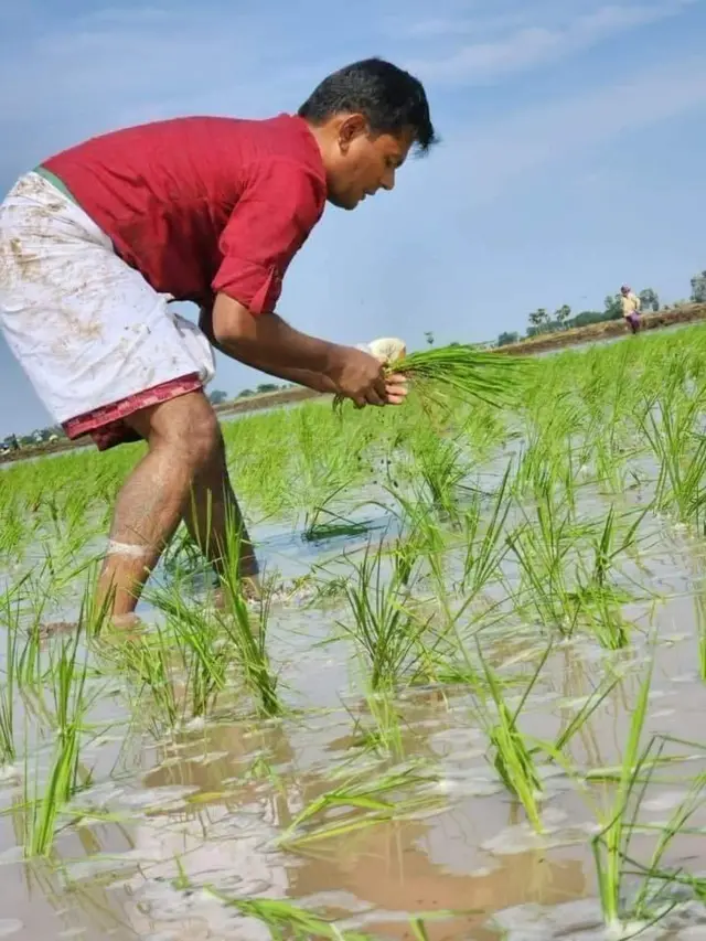 వరి నాట్లు వేస్తున్న దినేశ్ కుమార్