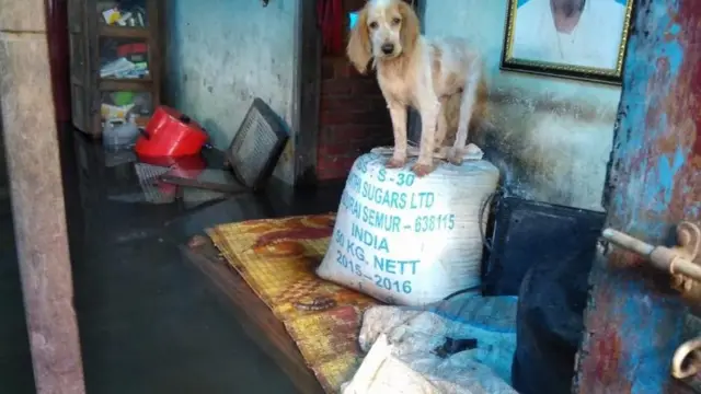 கேரள வெள்ளம்: விலங்குகளை மீட்கும் சென்னை வாலிபர்கள்