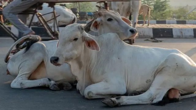 மாடுகள்