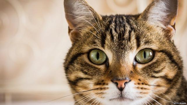 Как кошки покорили древний мир - BBC News Русская служба