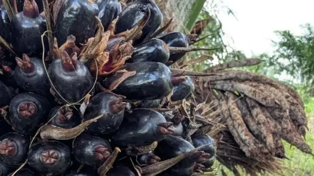 சமையல் எண்ணெய், எண்ணெய் பனை, ஆஃப்ரிக்க எண்ணெய் பனை வண்டுகள், விவசாயம்