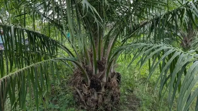 சமையல் எண்ணெய், எண்ணெய் பனை, ஆஃப்ரிக்க எண்ணெய் பனை வண்டுகள், விவசாயம்