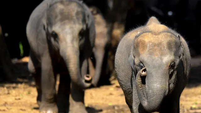 દારૂ, લઠ્ઠો, ઇથેનોલ, મિથેનોલ, ઝેરી દારૂ, શરાબ, બીબીસી ગુજરાતી 