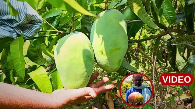 మామిడి పండ్లు