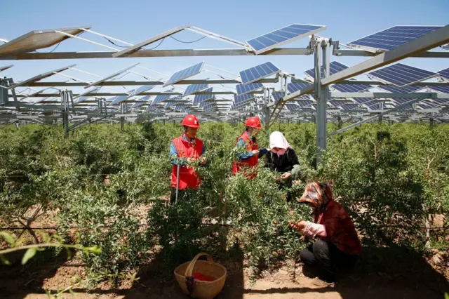 चीनमा सौर्य प्यानल राखिएको खेतमा गोजी बेरी सङ्कलन गर्दै कामचारहरू 