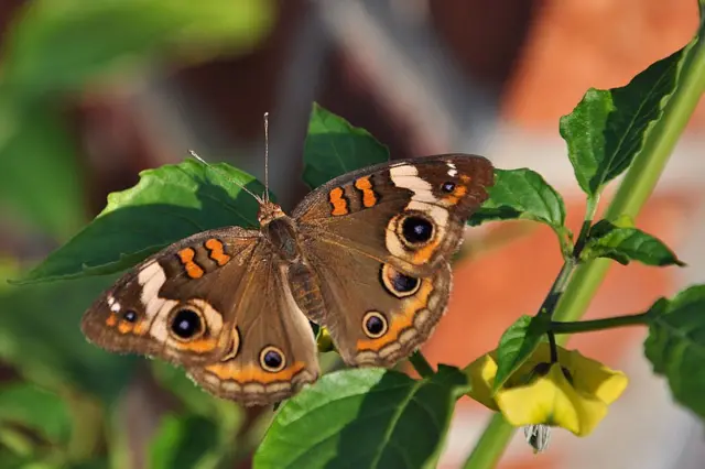 Una mariposa sobre una planta de tomate