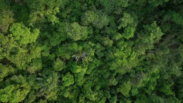 Taman Nasional Bantimurung-Bulusaraung memiliki beragam tumbuhan di dalamnya.