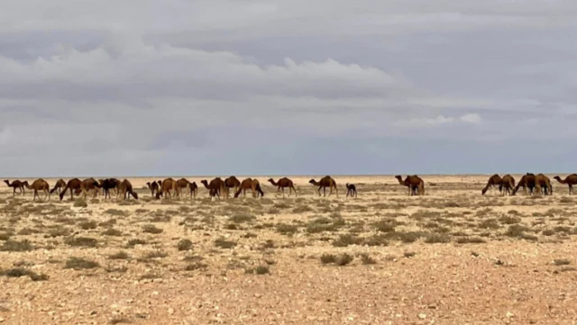 Chameaux dans la région de Laâyoune, au Sahara marocain.